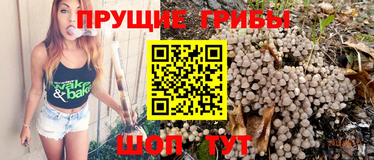 Галлюциногенные грибы Psilocybe Старый Оскол